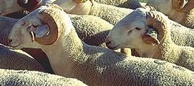 L’aide au ovins et aux caprins (AO, AC)